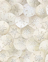 Beach-C8461-Sand